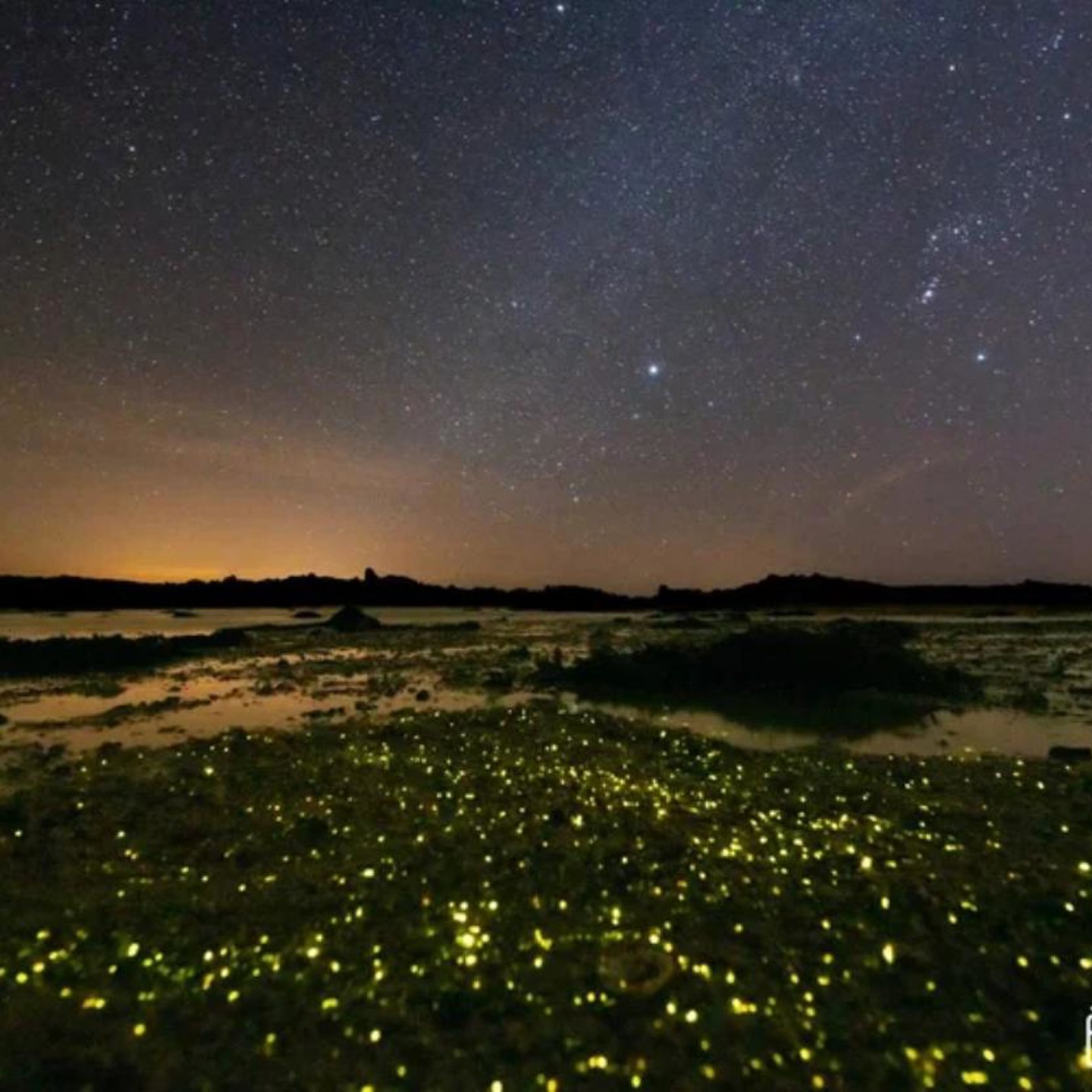 Bioluminescence In Jersey